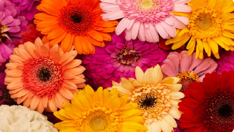 Boylecheloid Flower: Form, Adaptation, and Ecological Value